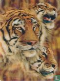 3D LiveLife Postcard - Tiger Stripes - Afbeelding 1