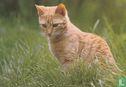 Rode kat/poes in het gras - Afbeelding 1