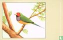 Roodkop Gould-amandine - Afbeelding 1