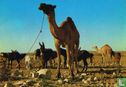 Desert scene - Image 1