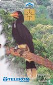 Southern Pied Hornbill - Afbeelding 1