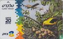 Golden Oriole - Bild 1