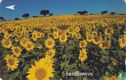 Sunflowers - Afbeelding 1