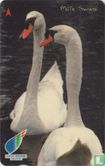 Mute Swans - Afbeelding 1