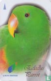 Eclectus Parrot - Bild 1