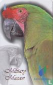 Military Macaw - Image 1