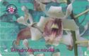 Dendrobium nindii - Afbeelding 1