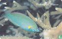 Colourful Wrasse - Afbeelding 1