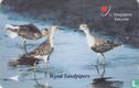 Wood Sandpipers - Image 1