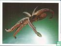 Octopus - Afbeelding 1