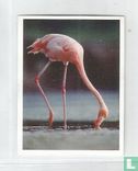 Flamingo - Bild 1