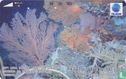 Soft Coral (karang lunak) dan sea fan - Image 1