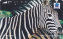 Kuda Zebra - Afbeelding 1