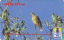 The Ceylon Orange Breasted Green Pigeon - Image 1