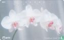 Orchids - Afbeelding 1