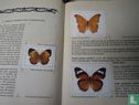 De vlinders van Java - Image 3