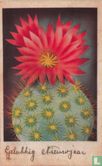 Cactus met rode bloem