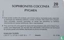 Sophronitis coccinea pygmea - Afbeelding 2
