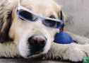 Hond met bril