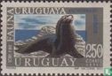 South American Fur Seal - Image 1