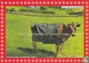 London Cardguide - Hillerhag "Jersey Cow In Winter Coat" - Bild 1