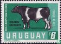 Holando Uruguayo - Afbeelding 1