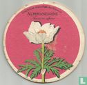 Flora Alpenanemone - Bild 1