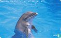 Dolphin - Afbeelding 1