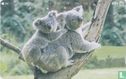 Koala's - Image 1