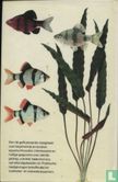 Elseviers aquariumvissengids - Bild 2