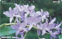 Purple Orchid (Bowringiana Selluria) - Afbeelding 1