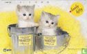 Lovely Kitty - Two in the bucket - Afbeelding 1