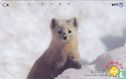 Animals of The North - Sable - Afbeelding 1
