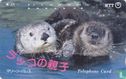 Sea Otter Family - Marine Palace - Afbeelding 1