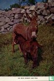 Donkey and Foal - Image 1