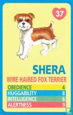 Shera - Wire Haired Fox Terrier - Image 1