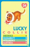 Lucky - Collie - Afbeelding 1