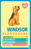 Windsor - Bloodhound - Afbeelding 1