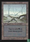 Swamp