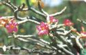 Desert Rose (Adenium Obesum) - Afbeelding 1