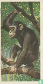 Chimpanzee - Bild 1