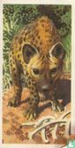 Spotted Hyena - Afbeelding 1