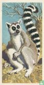 Ringed-tailed Lemur - Afbeelding 1