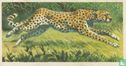Cheetah - Bild 1