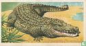 Nile Crocodile - Afbeelding 1
