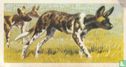 African Hunting Dog - Image 1