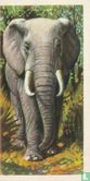 Elephant - Bild 1