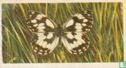 Marbled White - Image 1