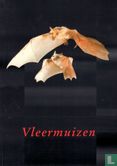 Vleermuizen - Image 1