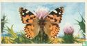 Painted Lady - Image 1